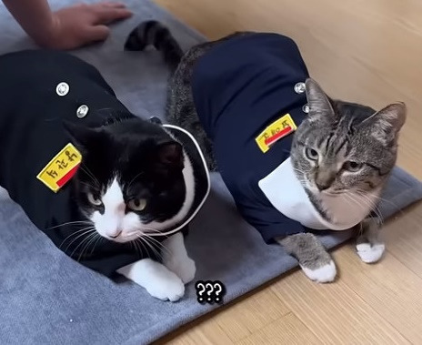 춘봉첨지(고양이) 코스프레 모음 | 인스티즈