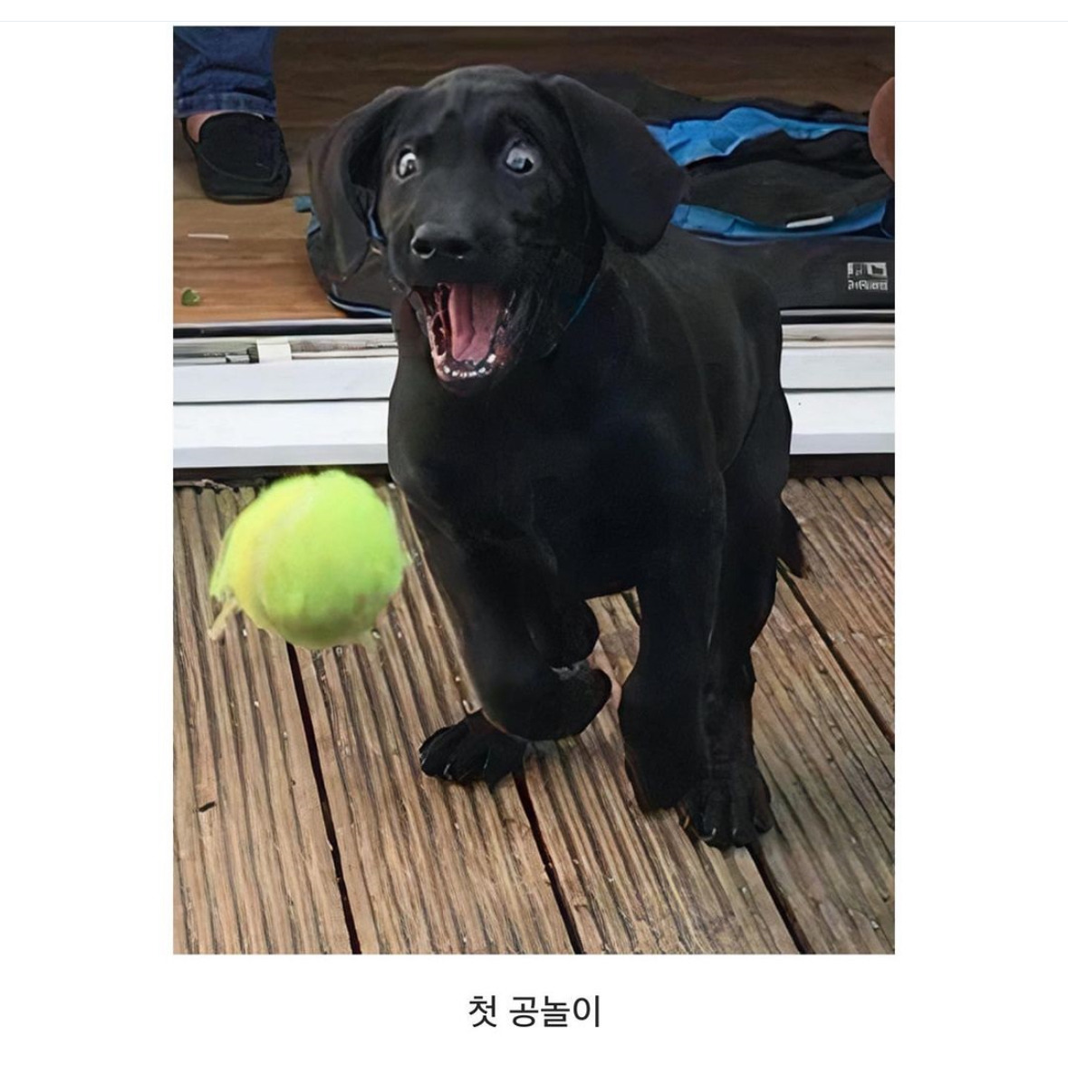동물들이 처음 경험하는 순간들.jpg | 인스티즈