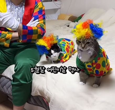 춘봉첨지(고양이) 코스프레 모음 | 인스티즈