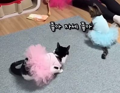 춘봉첨지(고양이) 코스프레 모음 | 인스티즈