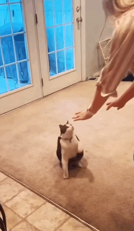  집사보면 안아달라고 하는 고양이.gif2