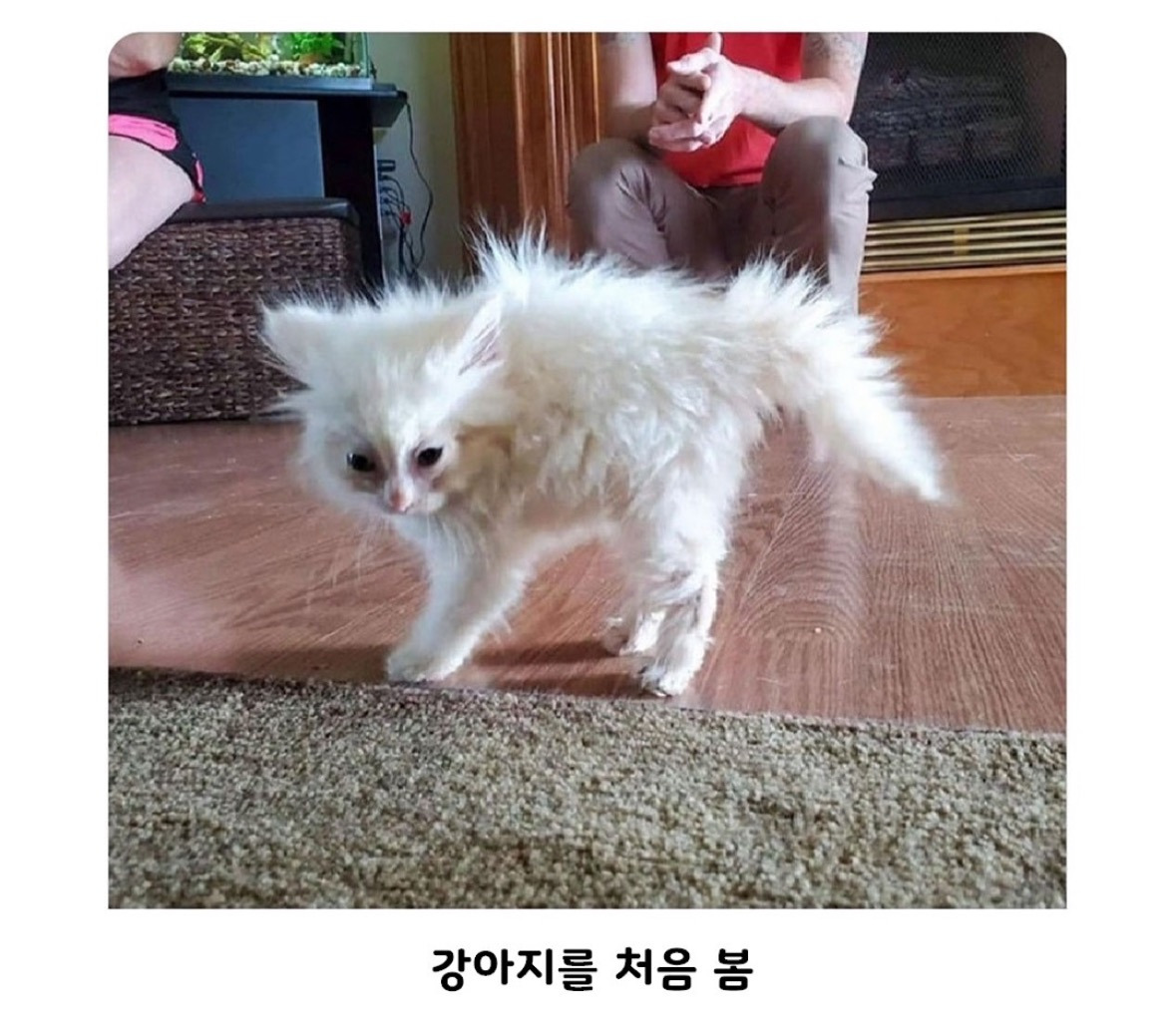동물들이 처음 경험하는 순간들.jpg | 인스티즈