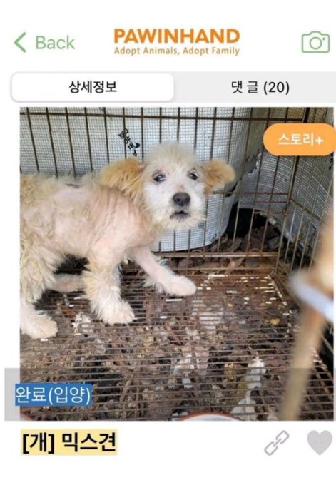  강쥐 입양전후
