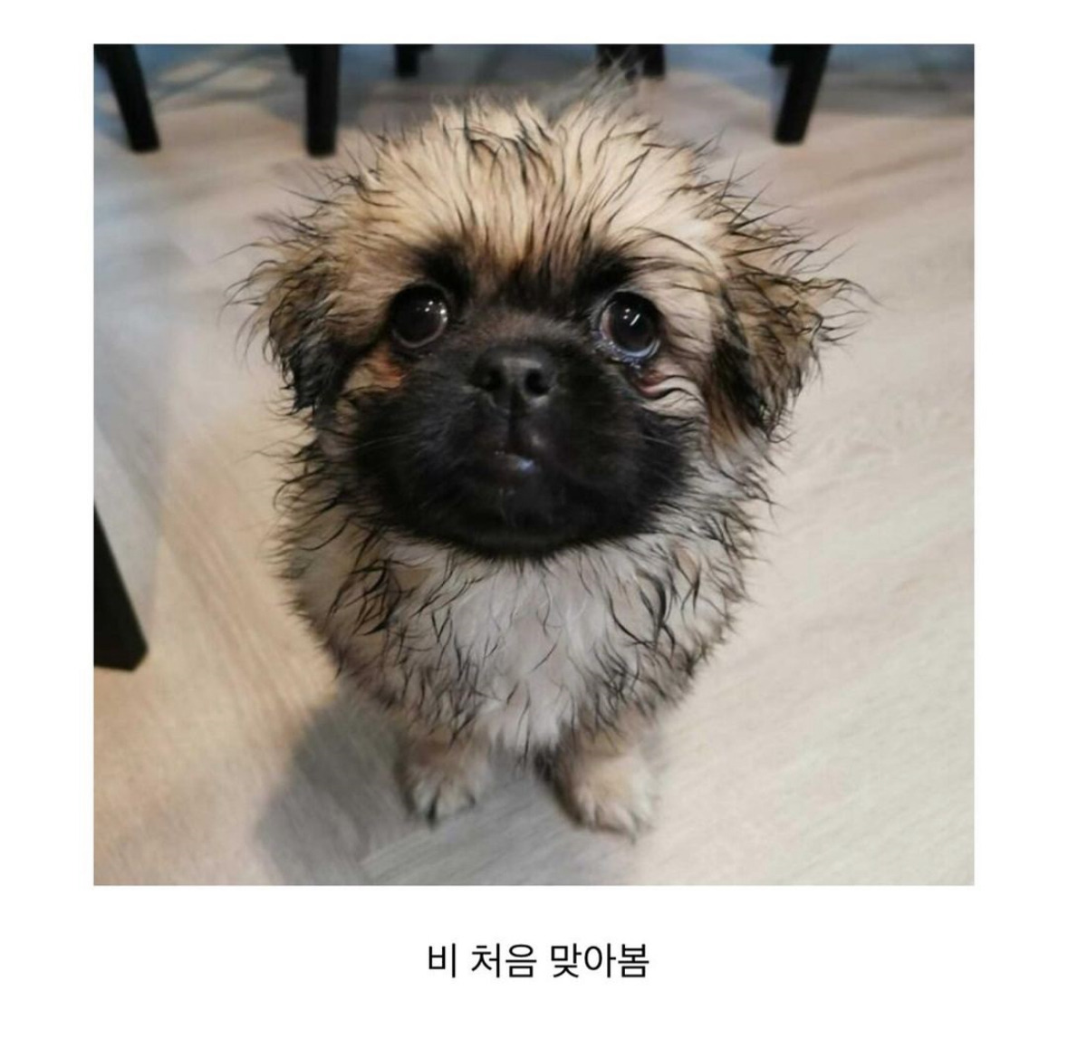 동물들이 처음 경험하는 순간들.jpg | 인스티즈
