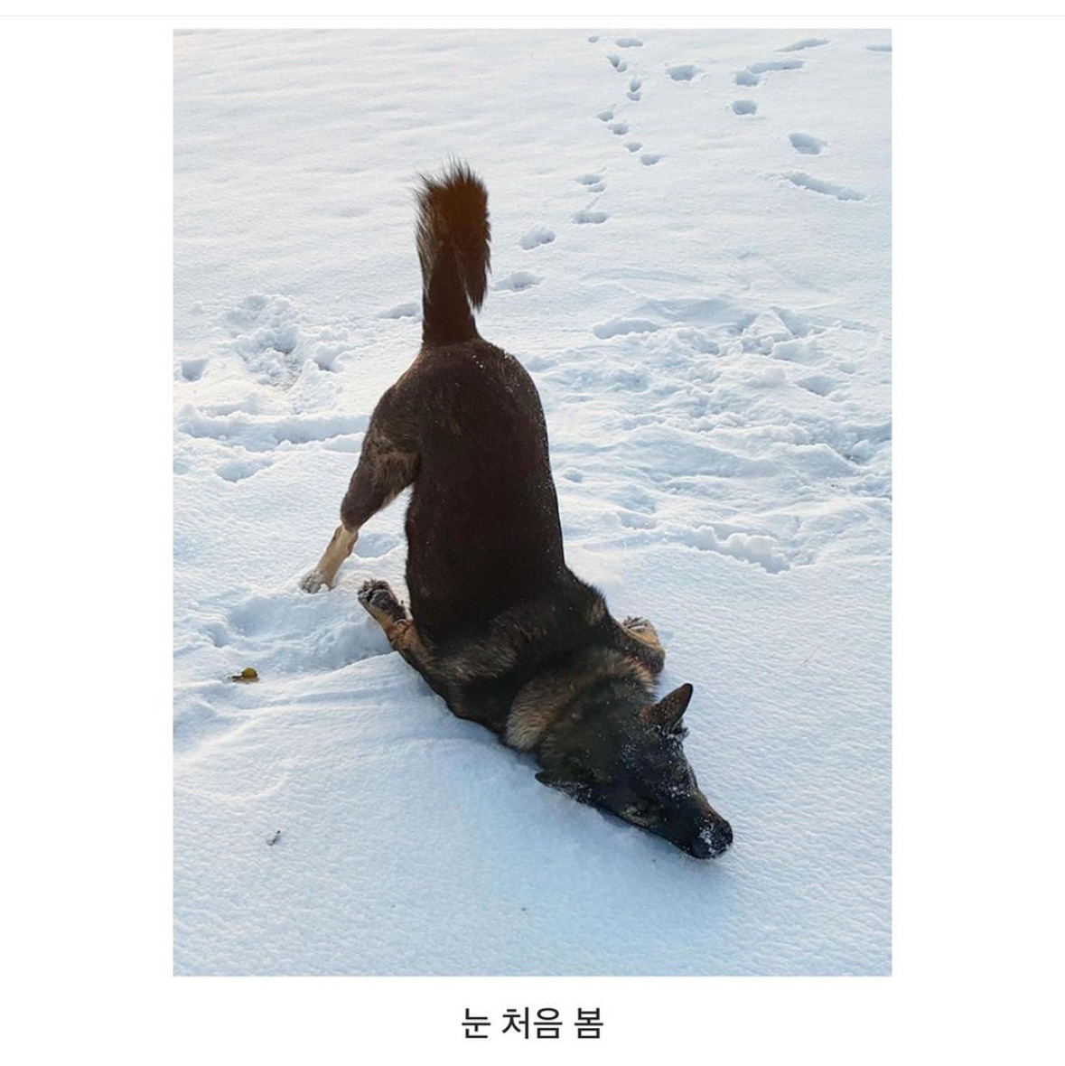 동물들이 처음 경험하는 순간들.jpg | 인스티즈