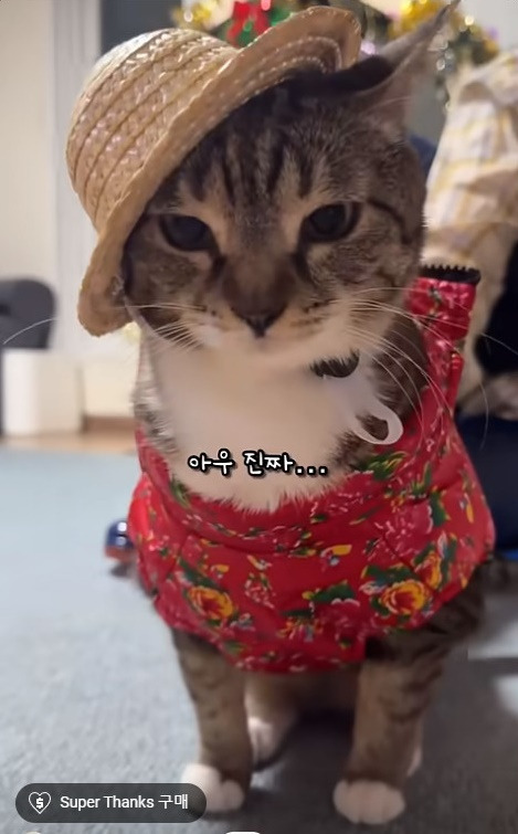 춘봉첨지(고양이) 코스프레 모음 | 인스티즈