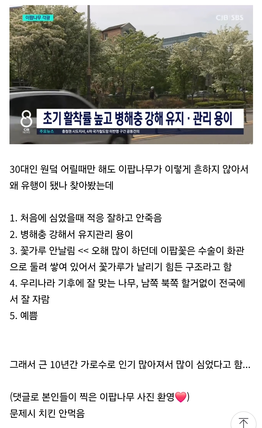  가로수로 이팝나무” 가 대세가 된 이유