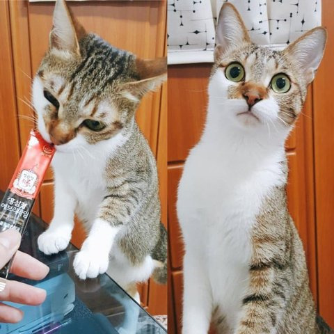  츄르를 착각한 고양이 표정