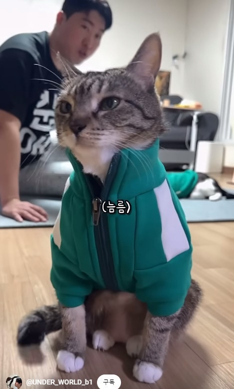 춘봉첨지(고양이) 코스프레 모음 | 인스티즈
