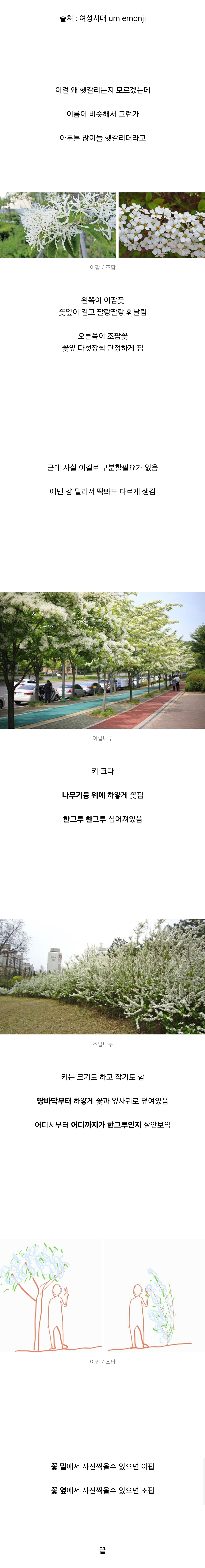 이팝나무 vs 조팝나무 쉬운구분법3
