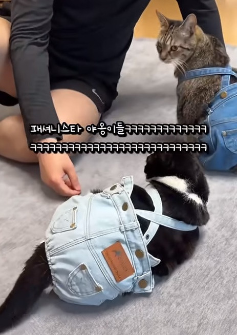 춘봉첨지(고양이) 코스프레 모음 | 인스티즈