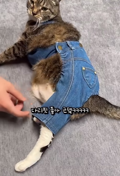 춘봉첨지(고양이) 코스프레 모음 | 인스티즈