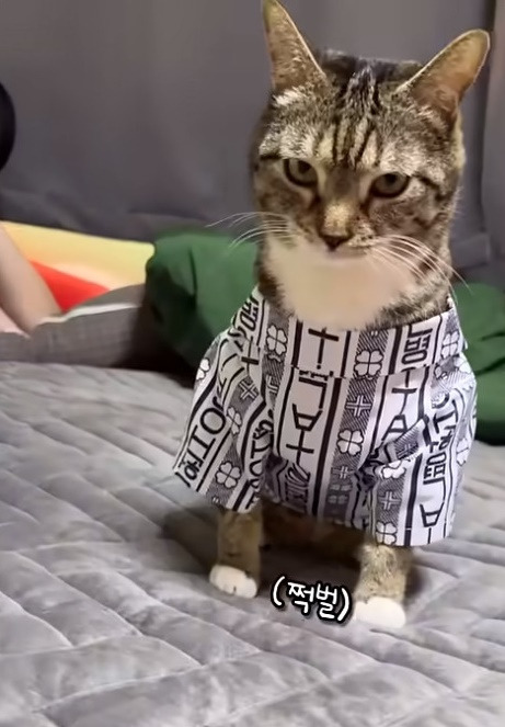 춘봉첨지(고양이) 코스프레 모음 | 인스티즈