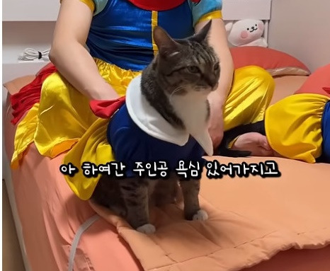 춘봉첨지(고양이) 코스프레 모음 | 인스티즈