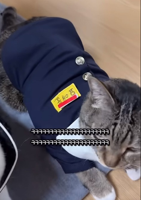 춘봉첨지(고양이) 코스프레 모음 | 인스티즈