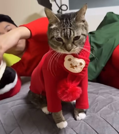 춘봉첨지(고양이) 코스프레 모음 | 인스티즈