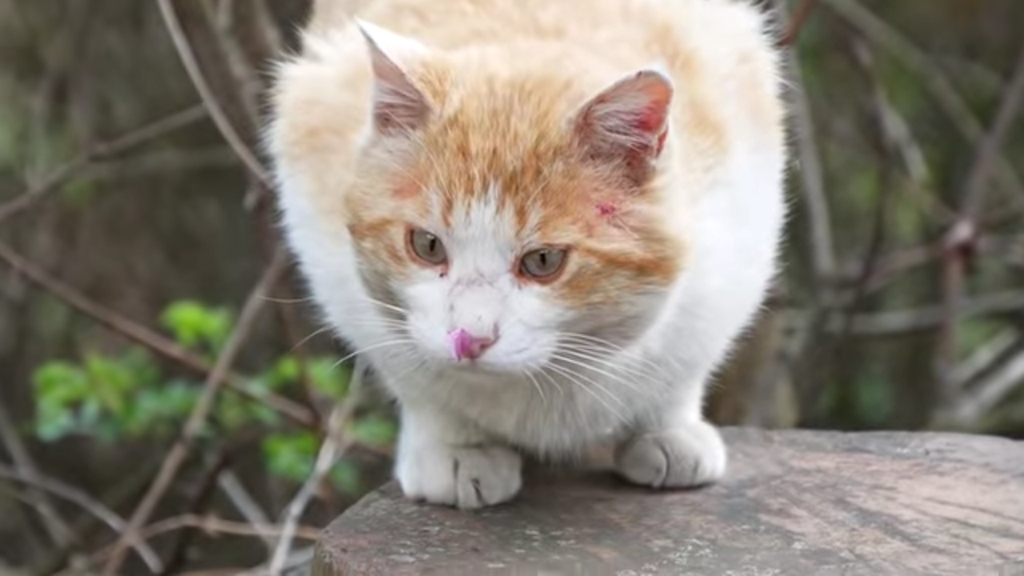 코에 꽃잎 붙은 고양이.jpgif | 인스티즈