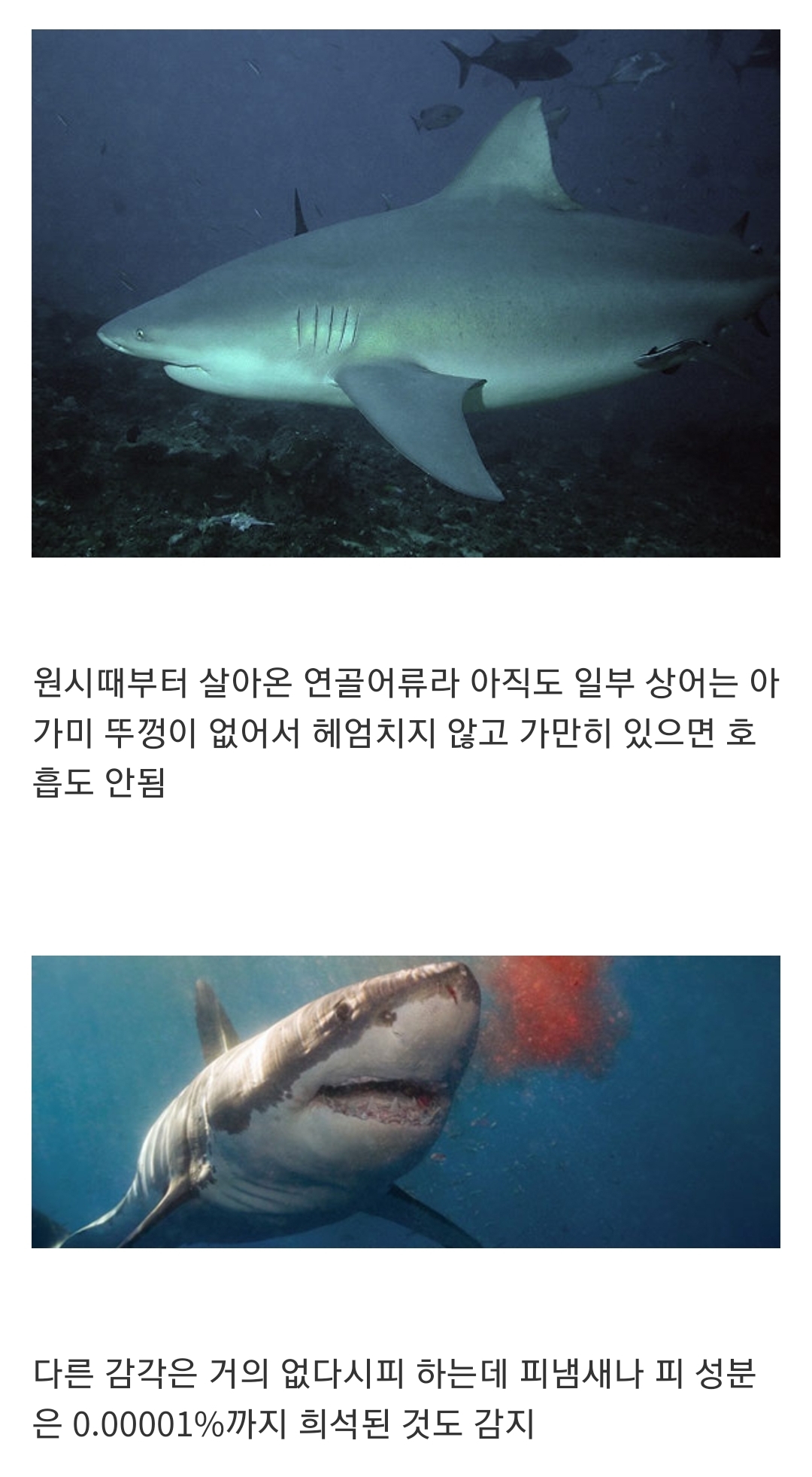 인지도는 최고 수준인데 정작 알려진 건 거의 없는 생물...jpg | 인스티즈