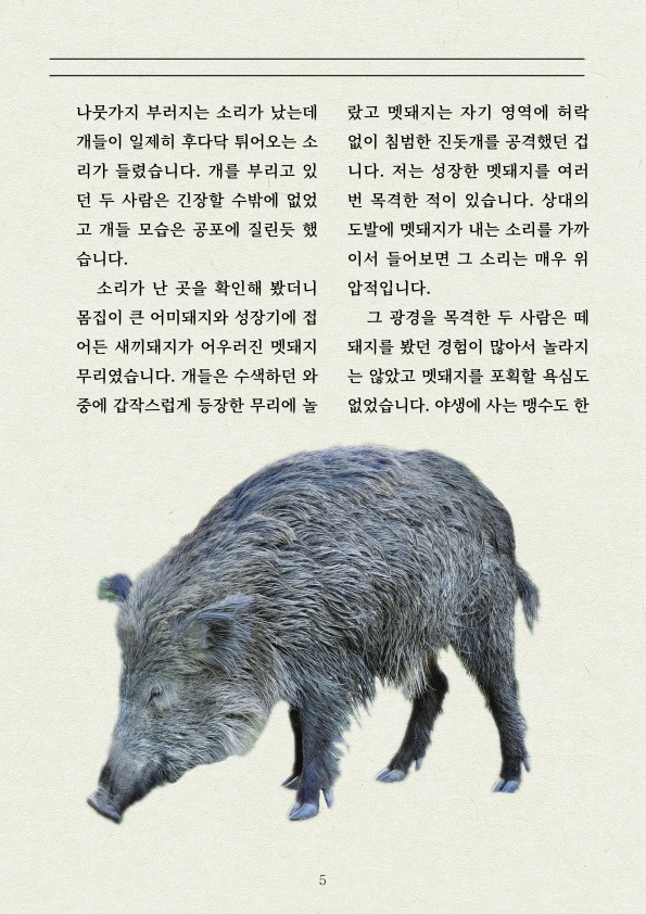 멧돼지 무리에 뛰어든 천재 '진돗개' | 인스티즈