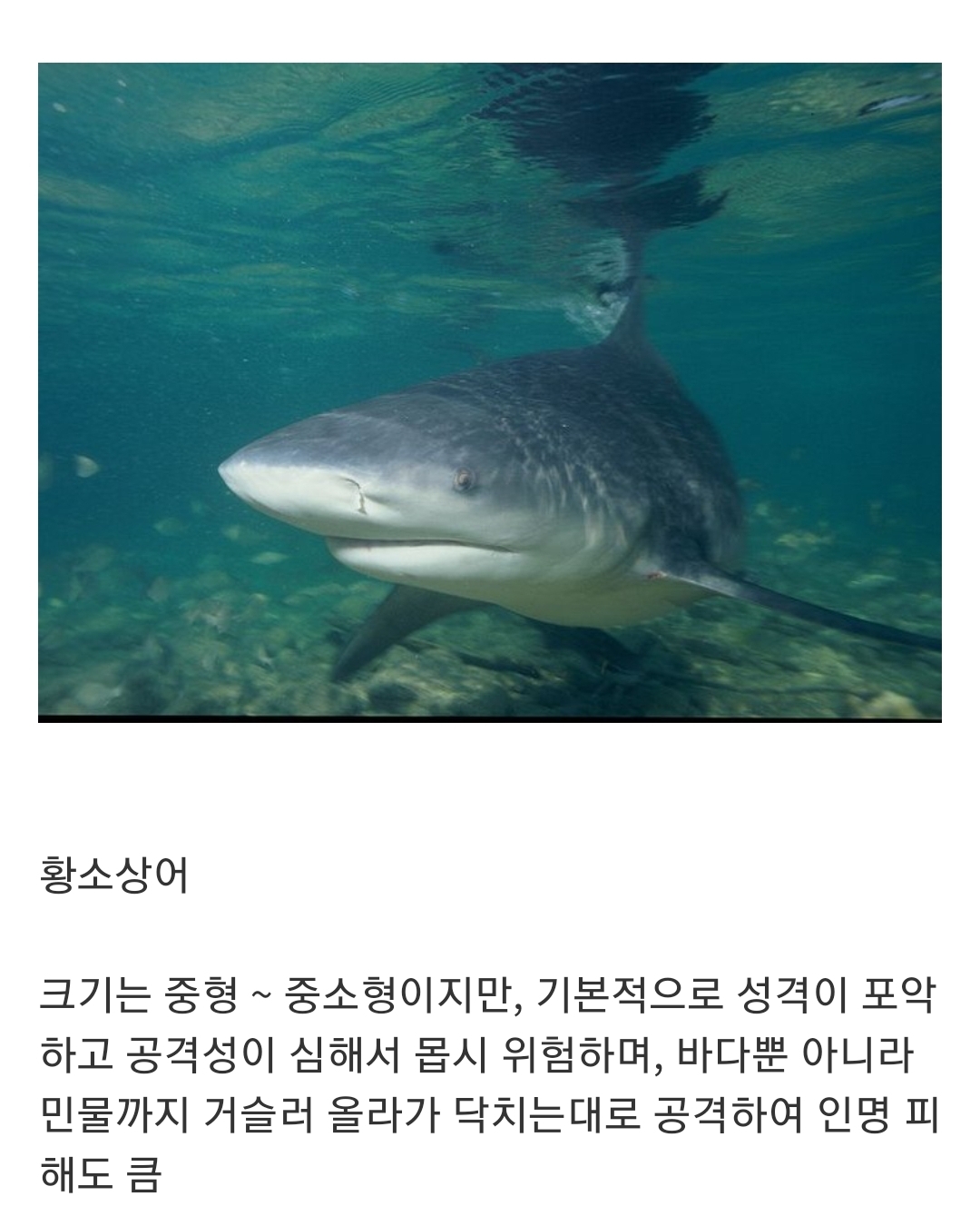 인지도는 최고 수준인데 정작 알려진 건 거의 없는 생물...jpg | 인스티즈