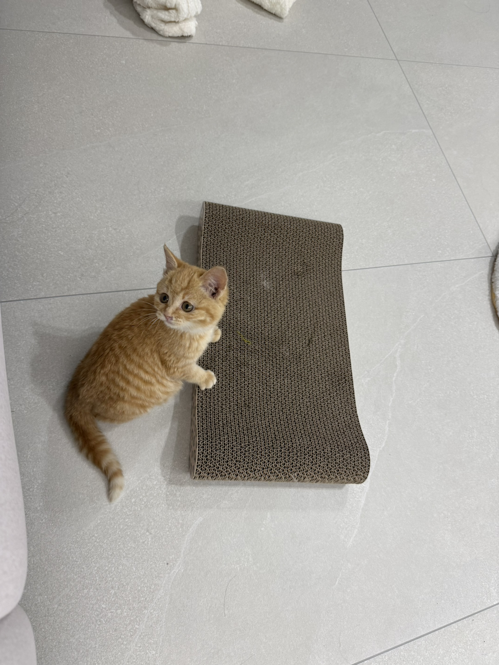 우리집 고양이 귀엽지(+사진 추가할게!!) | 인스티즈