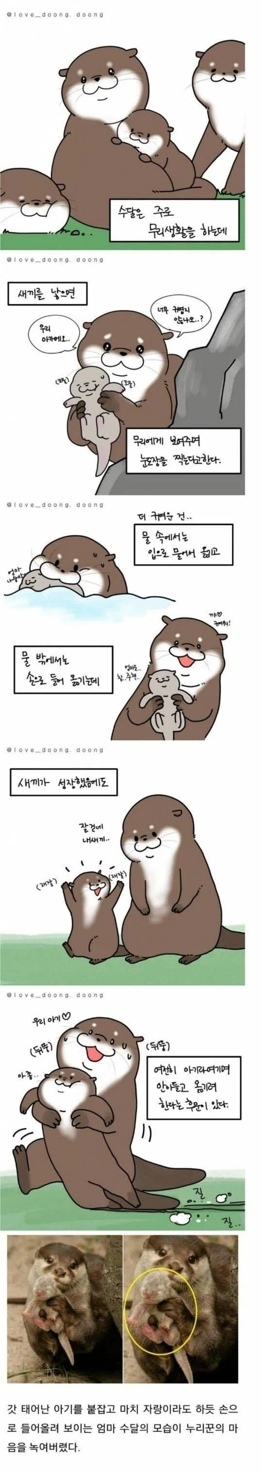 수달의 습성