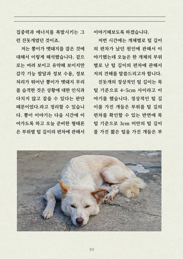 멧돼지 무리에 뛰어든 천재 '진돗개' | 인스티즈