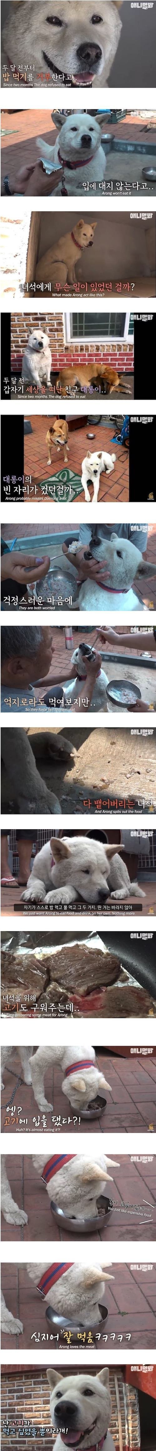  친구를 잃고 금식하는 개