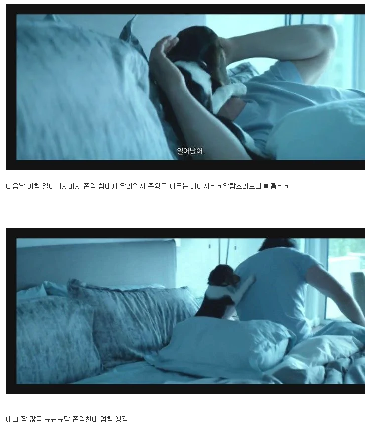 반려견 죽인새끼 복수하려고 사람 100명 죽이는 영화.JPG | 인스티즈
