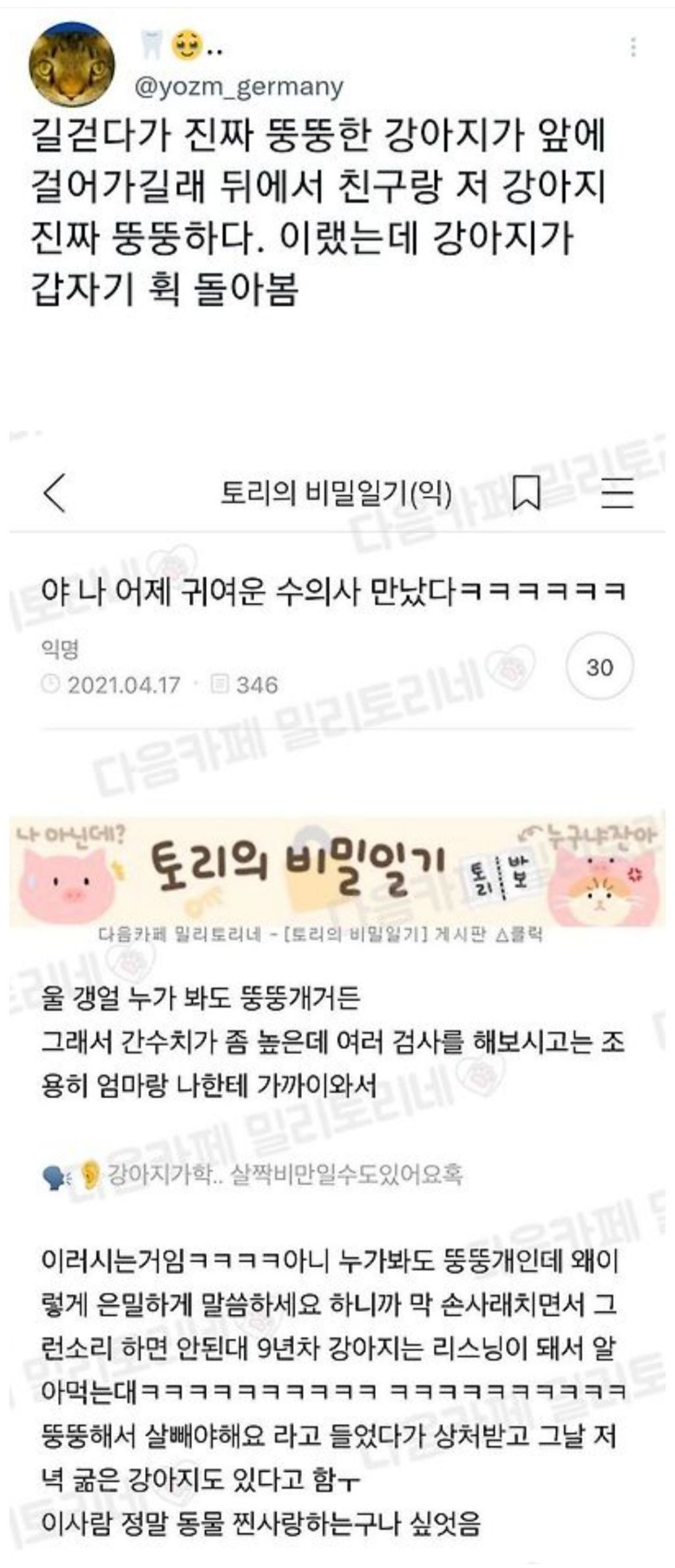  저 강아지 진짜 뚱뚱하다2