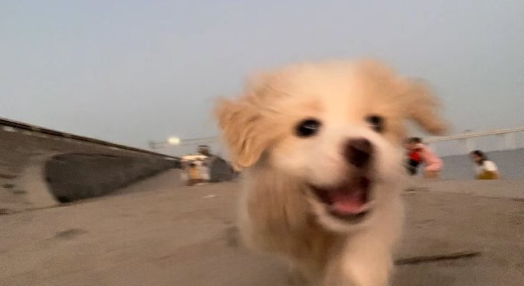 귀여운 가나디들 투척.jpg | 인스티즈