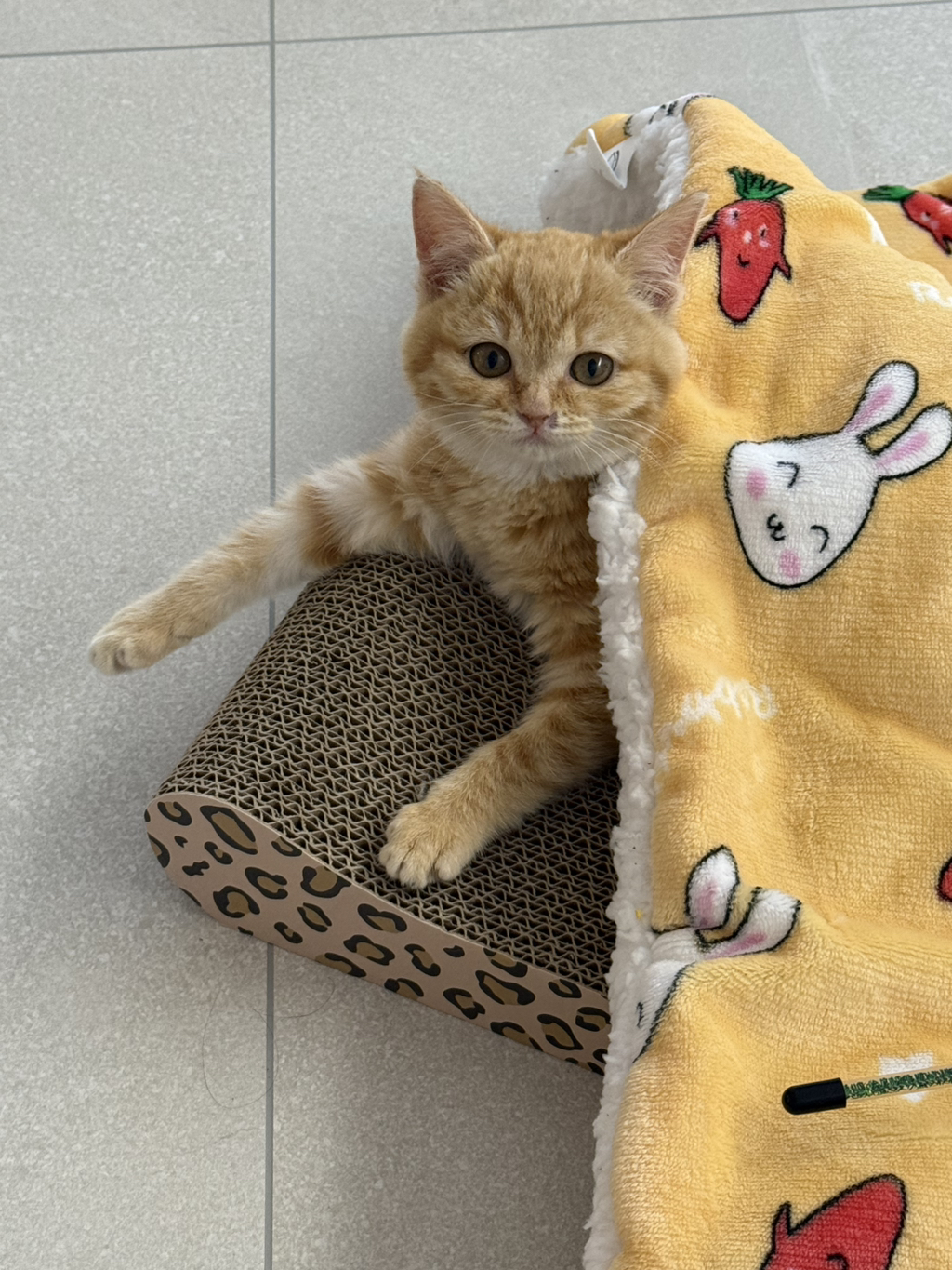 우리집 고양이 귀엽지(+사진 추가할게!!) | 인스티즈