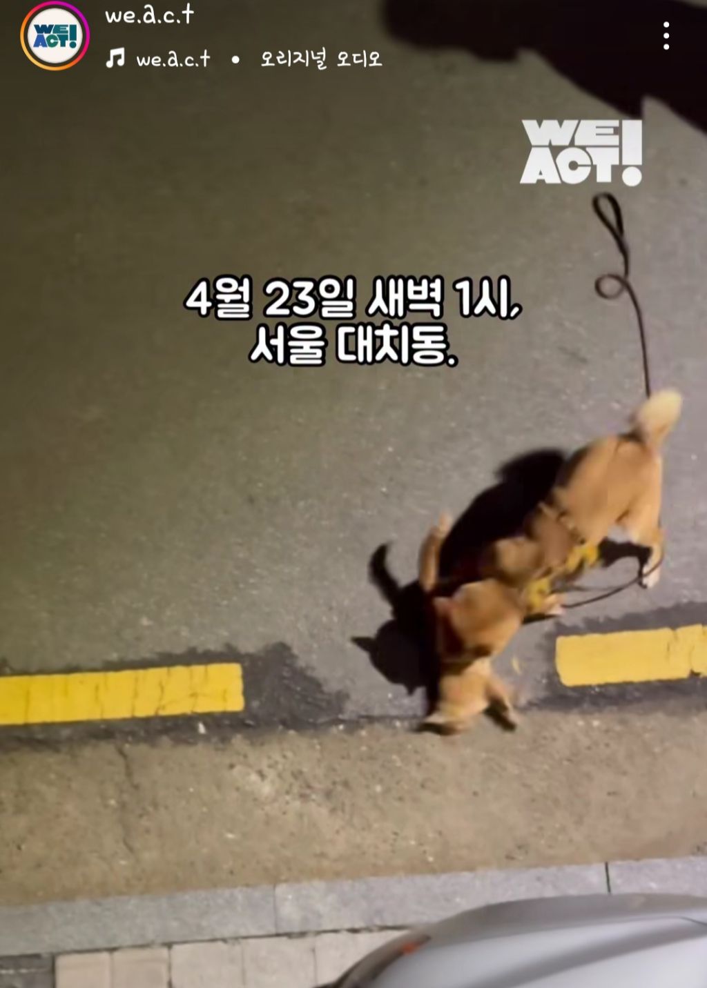  23일 새벽 서울대치동에서 일어난 길고양이 사냥 탄원서명부탁해