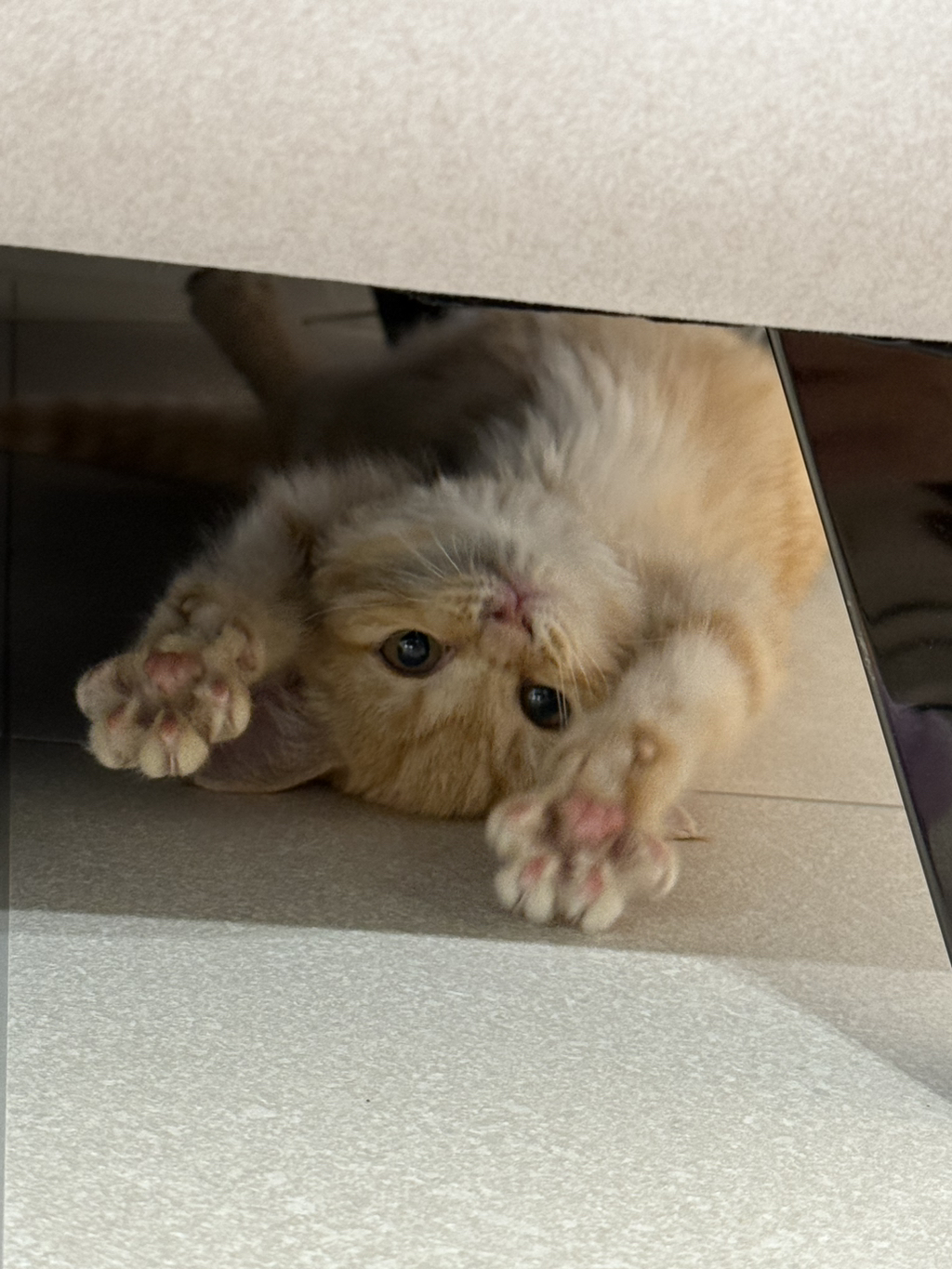 우리집 고양이 귀엽지(+사진 추가할게!!) | 인스티즈