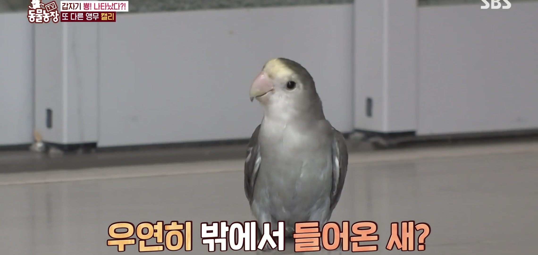 학계에 보고될 초희귀 사례급 반전인 오늘자 동물농장.jpg | 인스티즈