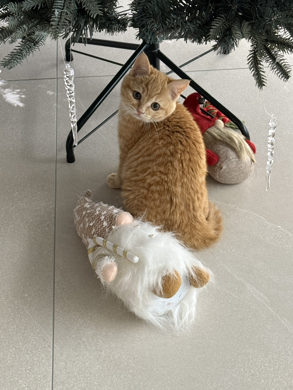 우리집 고양이 귀엽지(+사진 추가할게!!) | 인스티즈