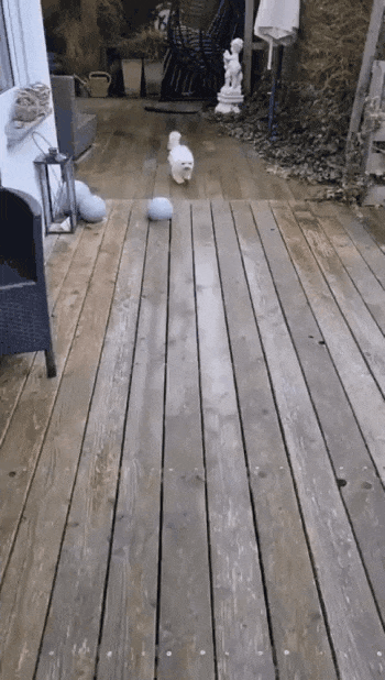  댕댕이의 매너발.gif1