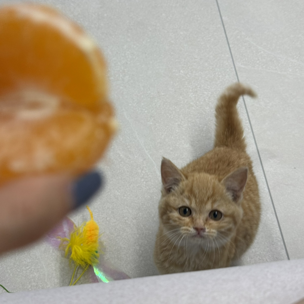 우리집 고양이 귀엽지(+사진 추가할게!!) | 인스티즈
