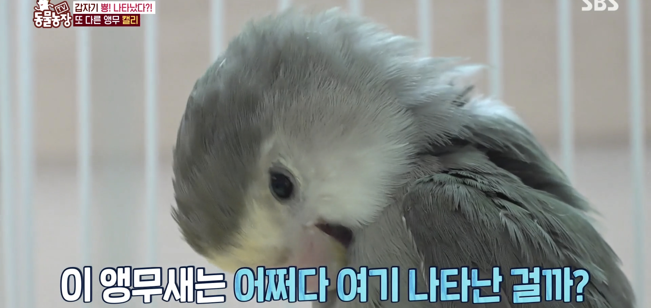 학계에 보고될 초희귀 사례급 반전인 오늘자 동물농장.jpg | 인스티즈