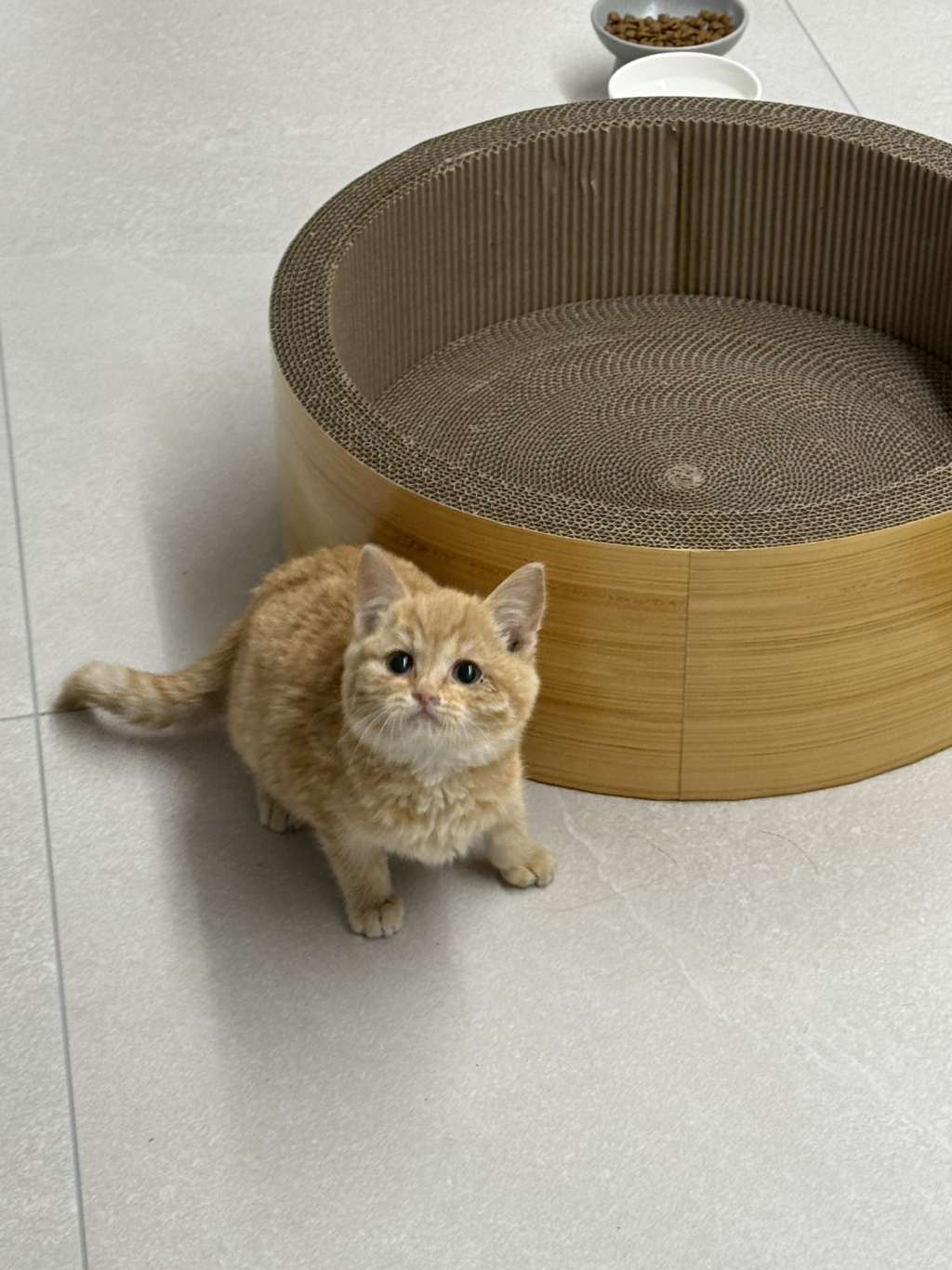우리집 고양이 귀엽지(+사진 추가할게!!) | 인스티즈