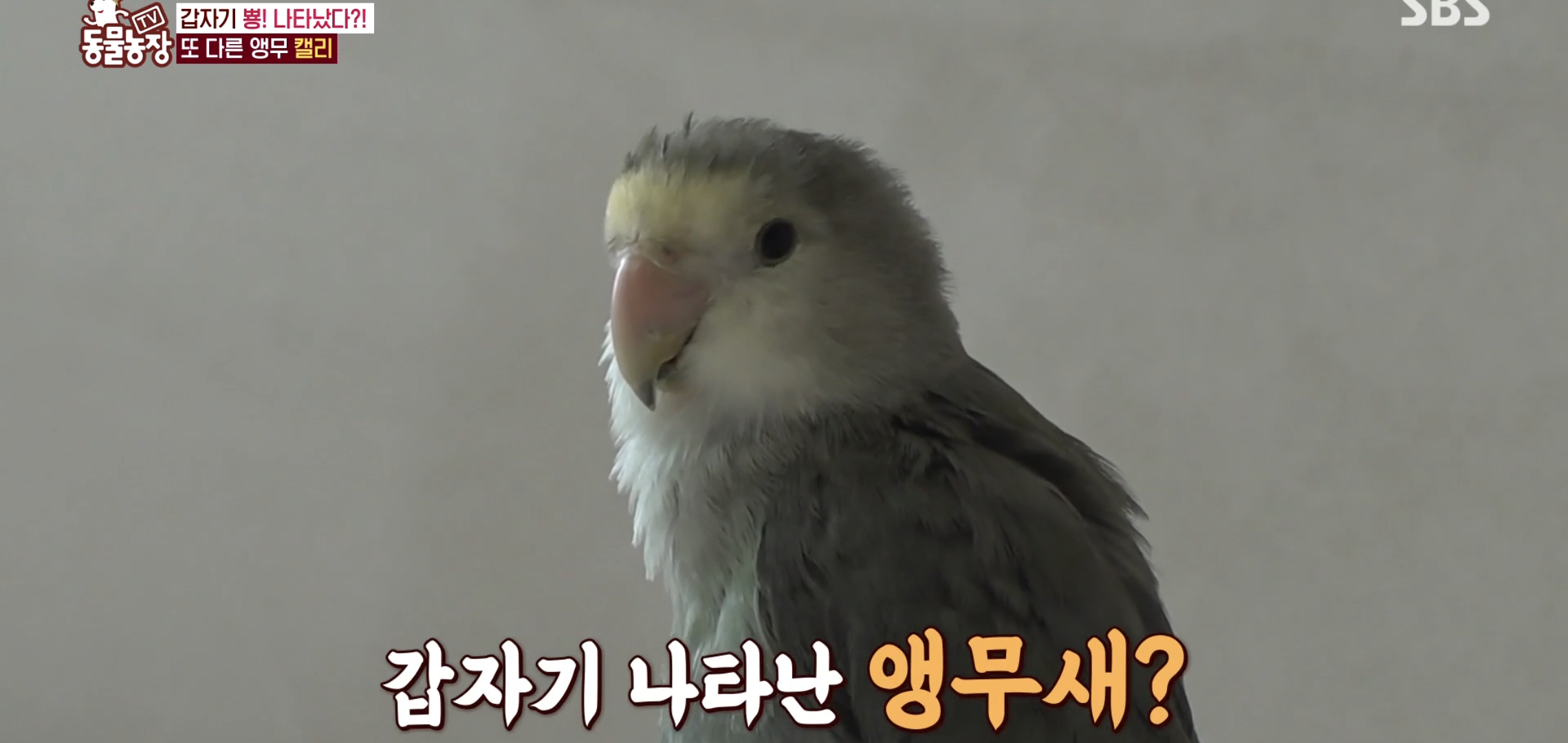 학계에 보고될 초희귀 사례급 반전인 오늘자 동물농장.jpg | 인스티즈