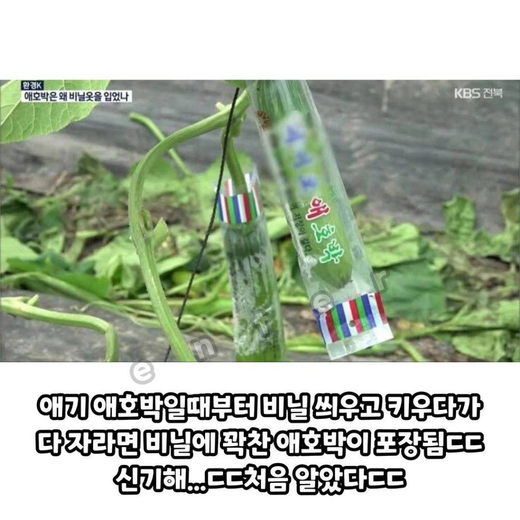  애호박은 포장지를 어쩜 그렇게 딱 달라붙게 포장했을까1