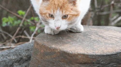 코에 꽃잎 붙은 고양이.jpgif | 인스티즈