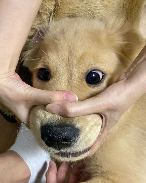 귀여운 가나디들 투척.jpg | 인스티즈