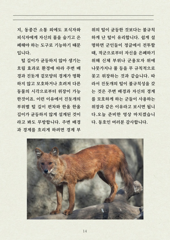 멧돼지 무리에 뛰어든 천재 '진돗개' | 인스티즈