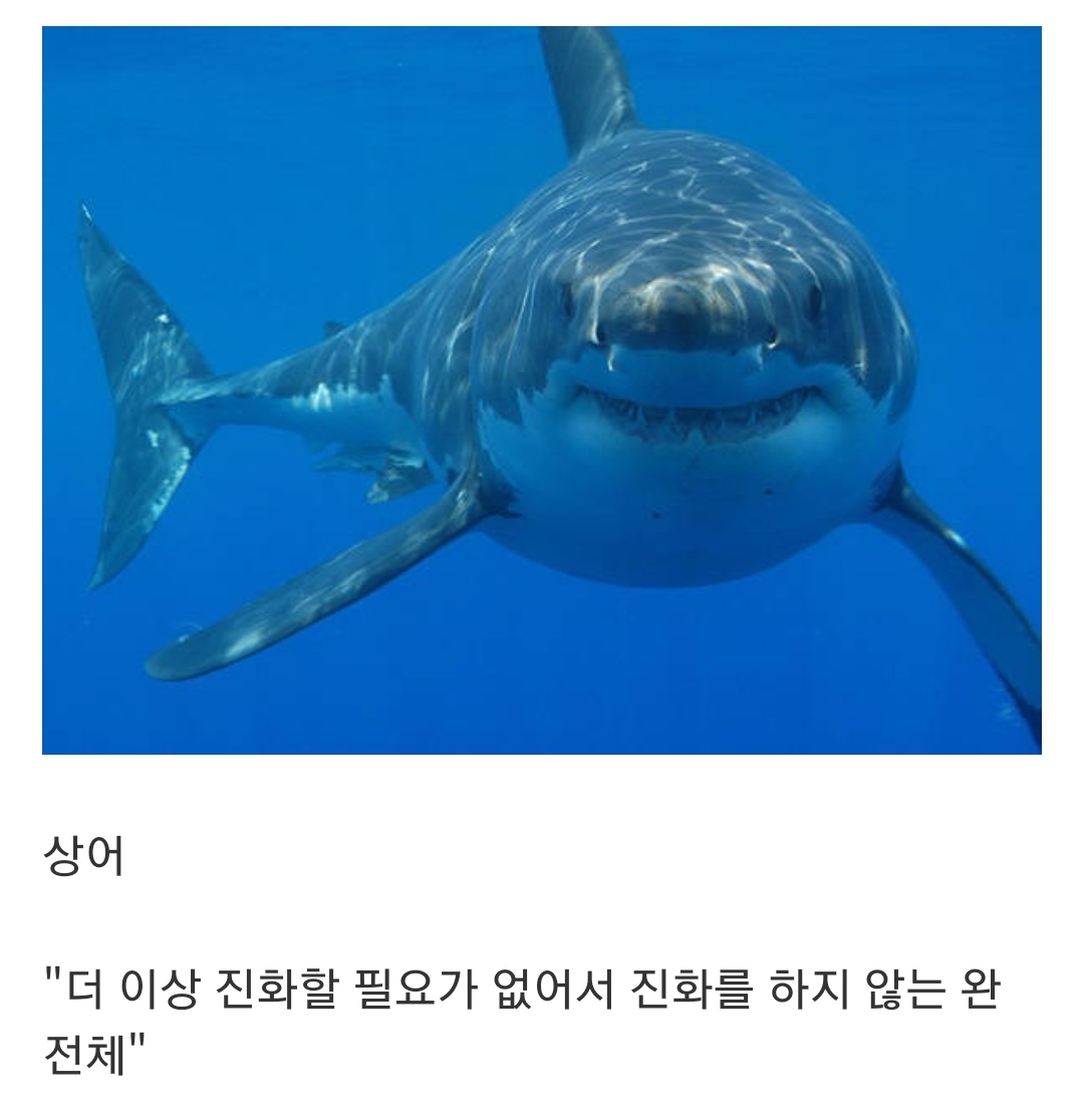  인지도는 최고 수준인데 정작 알려진 건 거의 없는 생물...jpg