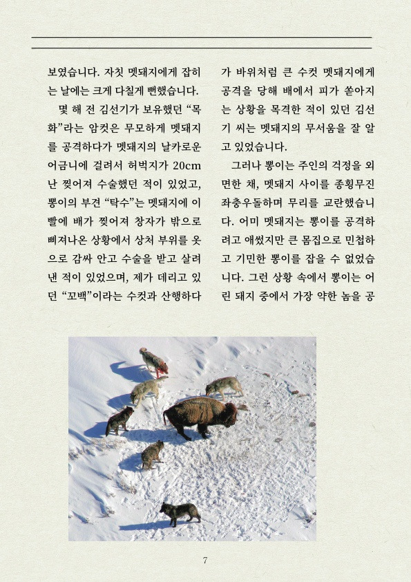 멧돼지 무리에 뛰어든 천재 '진돗개' | 인스티즈