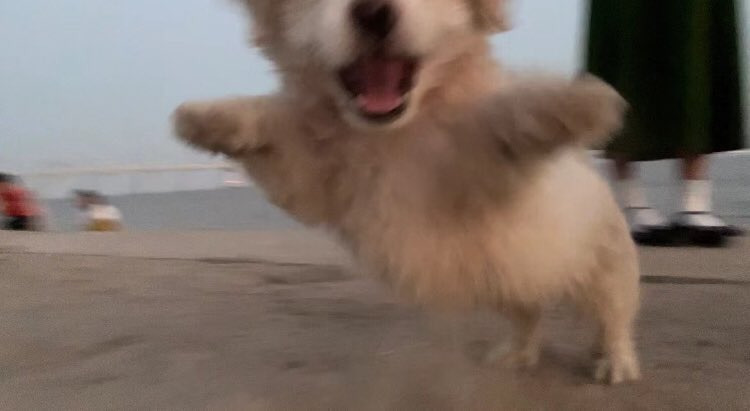 귀여운 가나디들 투척.jpg | 인스티즈