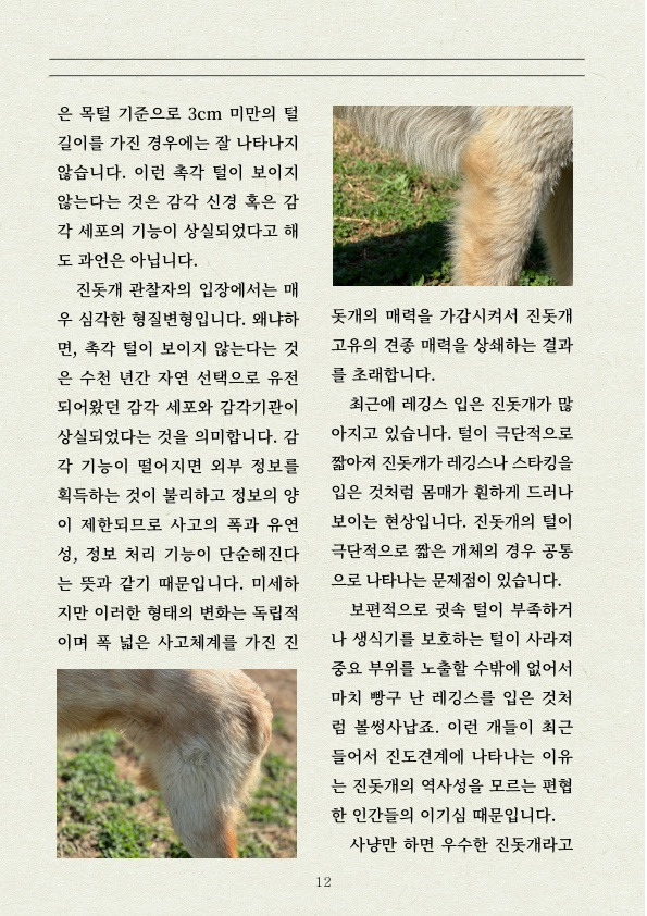 멧돼지 무리에 뛰어든 천재 '진돗개' | 인스티즈
