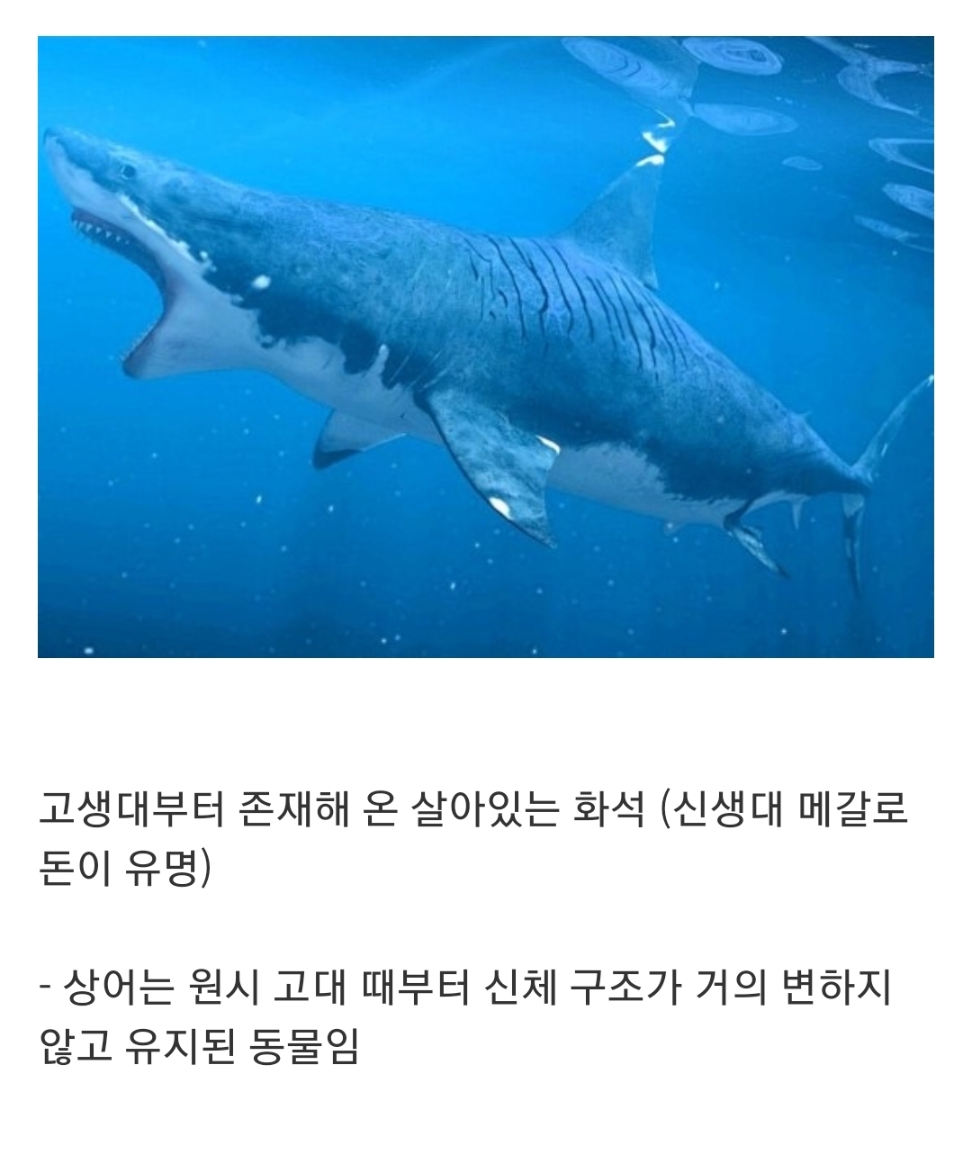 인지도는 최고 수준인데 정작 알려진 건 거의 없는 생물...jpg | 인스티즈
